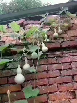 大璐璐☔主播照片