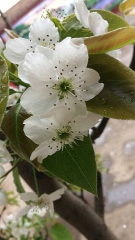赵赵么么哒~~主播照片