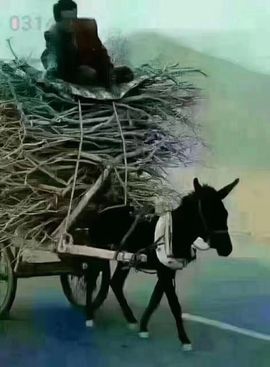 茶韵🍃主播照片