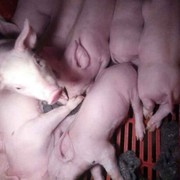 萨衣养猪厂