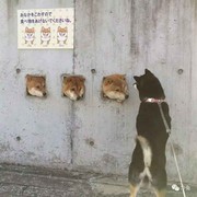 莫名我就喜欢你_