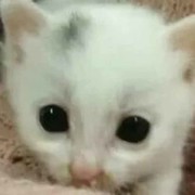 君王不归