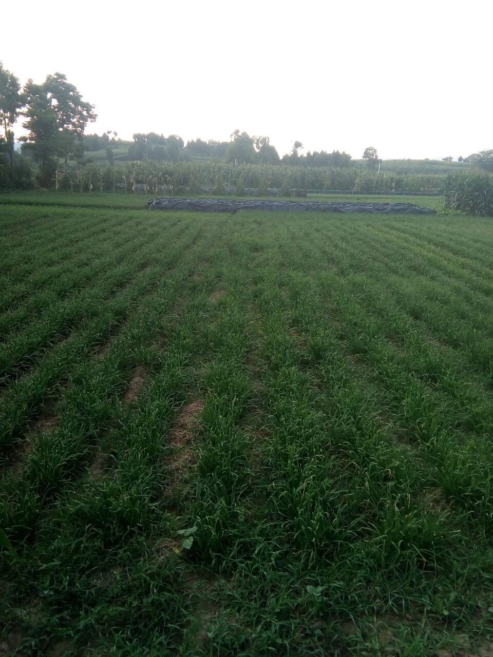 黄瓜茄子玉米萝卜冬瓜的主播照片