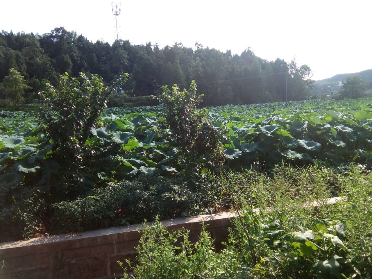 黄瓜茄子玉米萝卜冬瓜的主播照片