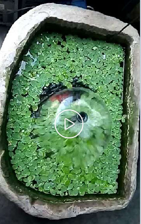 黄瓜茄子玉米萝卜冬瓜的主播照片