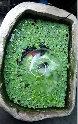 黄瓜茄子玉米萝卜冬瓜主播照片