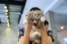 令存存主播照片