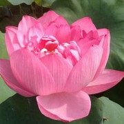 木子小姐*