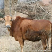 牛肉王9