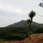 太阳村磨面t