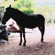 晓晓的仁
