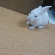 魏远l