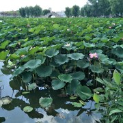 红尘中有你4
