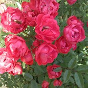 zqlzql1234