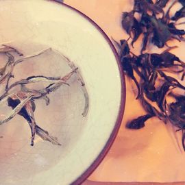 茶茶19号周年主播照片