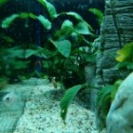 流a浪a者海报