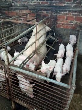 168888大叔主播照片