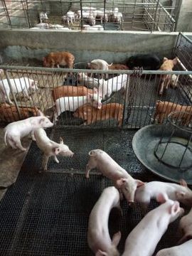 168888大叔主播照片