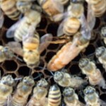 养蜜蜂2017的头像