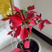 平安事福气