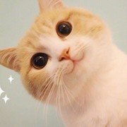 大头t04