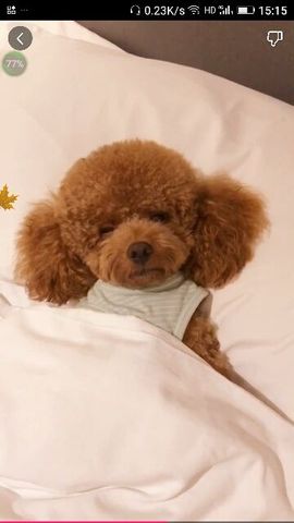 ✨媳婦⭐求🌙帶走✨主播照片