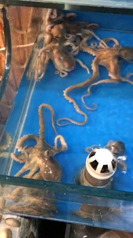 月光小妖精求守护主播照片