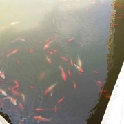 依然cvl