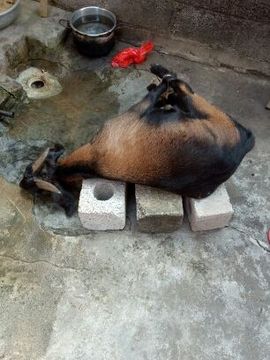 168888大叔主播照片