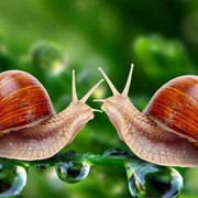 为你停留：🐌🐌