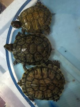 嗷~小熊熊！主播照片