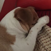 小脸美美的笑