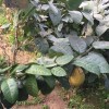 风轻轻吹过t海报