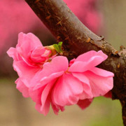 桃花-