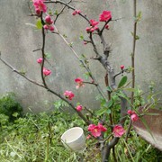 玲xp