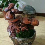 葛英m