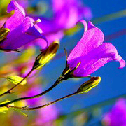 小叶其^o^主播照片