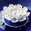 ＆日光＆