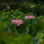 情义づ鸽子海报