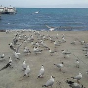 陈杰fs的头像