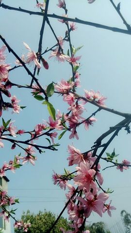 那谁，我是梦梦~主播照片