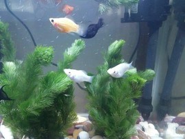 好南银包包主播照片