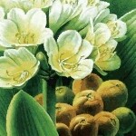 恺悌君子8