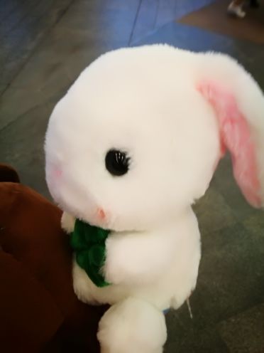 巍的猫的主播照片