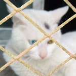 daisy丶猜猜