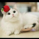 殇已往惜
