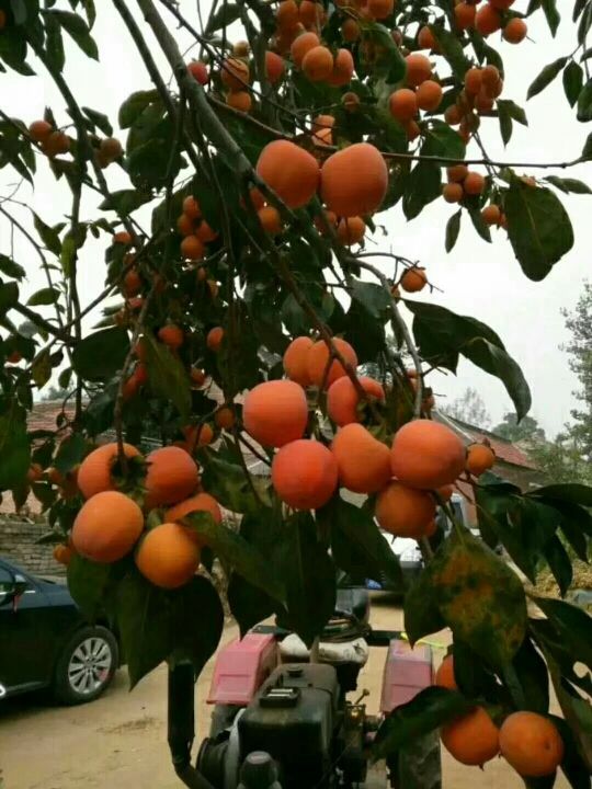 💨硪是萌寶寶☔的主播照片