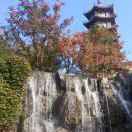 橄榄树fva