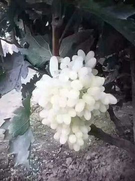 ✨媳婦⭐求🌙帶走✨主播照片