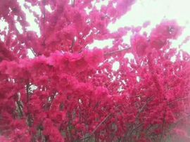 ✨媳婦⭐求🌙帶走✨主播照片